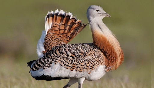 Toy Kuşları Tehlikede