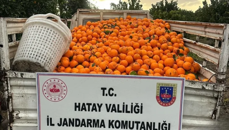 Narenciye Bahçesinden Hırsızlık Yapan 3 Şahıs Suçüstü Yakalandı!