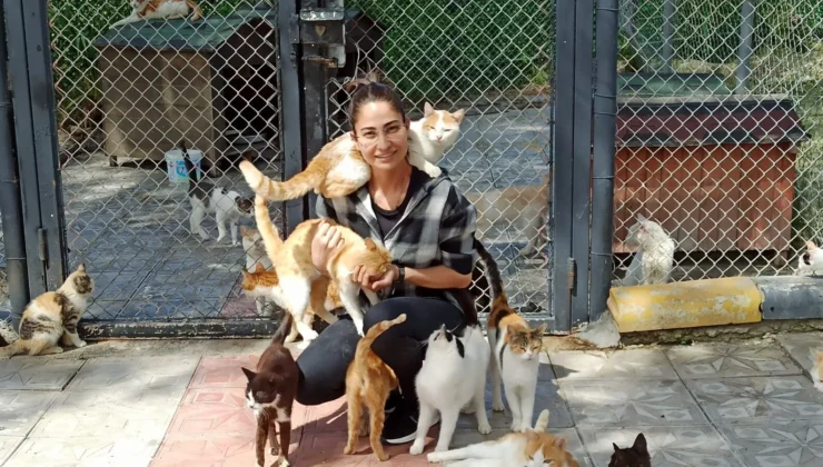 HBB Kedi Bakım ve Rehabilitasyon Merkezi Sokak Canlarına Umut Oluyor