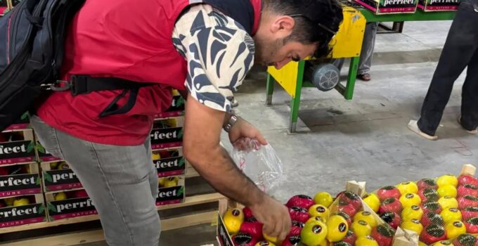 Hatay’da İhracatlık ‘Mayer Limonu’na Pestisit Denetimi!